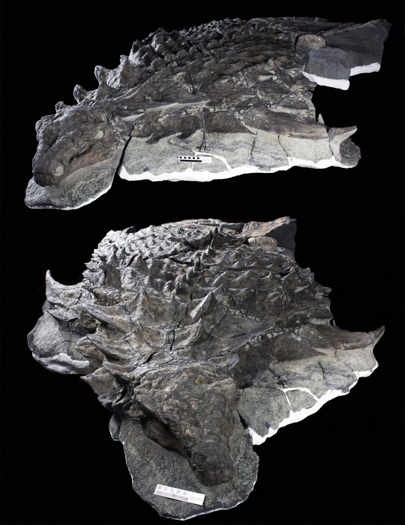 ankylosaurus fossil found